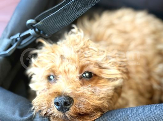 Toy Poodle Erkek Yavru  6 Aylık  Kocaeli Darıca görsel