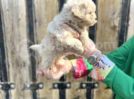 Kalitenin Zirvesi Maltipoo Yavrular görsel