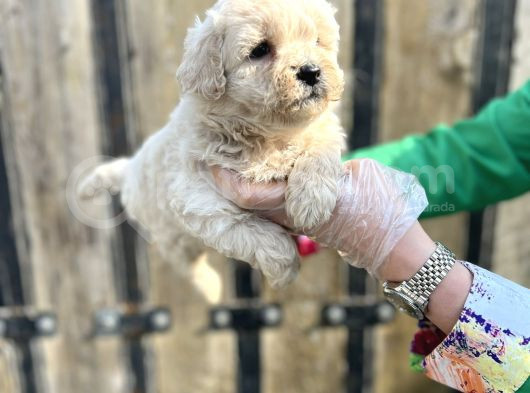 Kalitenin Zirvesi Maltipoo Yavrular görsel