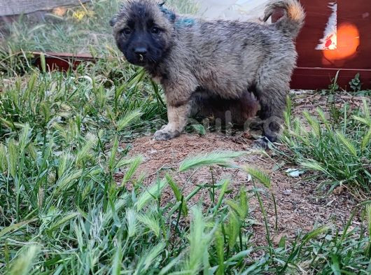 Kangal Yavrularım Sahibini Ariyor