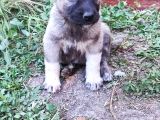 Kangal Yavrularım Sahibini Ariyor