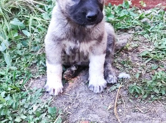 Kangal Yavrularım Sahibini Ariyor görsel