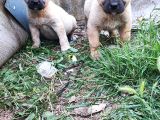 Kangal Yavrularım Sahibini Ariyor