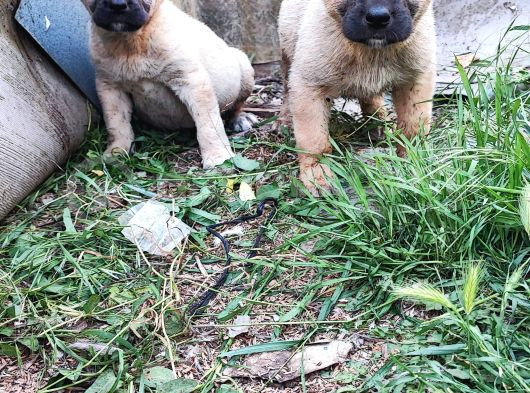 Kangal Yavrularım Sahibini Ariyor görsel