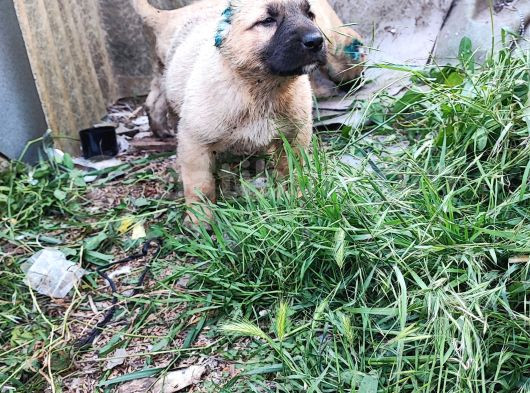Kangal Yavrularım Sahibini Ariyor görsel