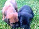 AKKUŞ ÜRETİM ÇİFTLİĞİNDEN CANE CORSO YAVRULARI