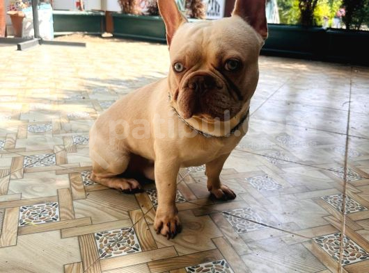 1Yaşında Exotic Mavigöz Frenchbulldog Yeni Yuvasını Arıyor görsel