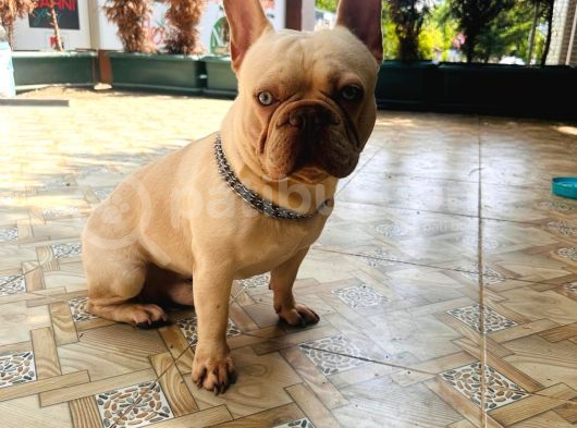 1Yaşında Exotic Mavigöz Frenchbulldog Yeni Yuvasını Arıyor görsel