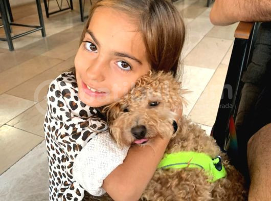 Orjinal Toy Poddle Yetişkin Pet Eğitimli Aşıları Var