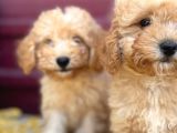 Kıvır Kıvır F1 Maltipoo