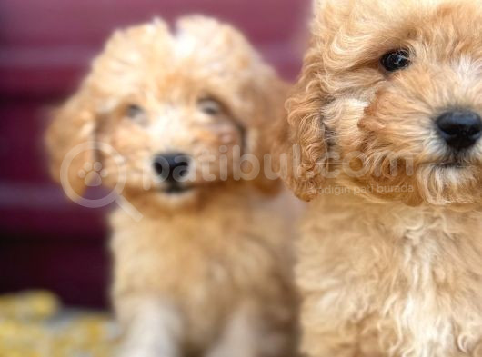 Kıvır Kıvır F1 Maltipoo görsel