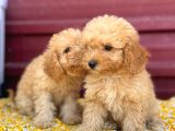 Kıvır Kıvır F1 Maltipoo