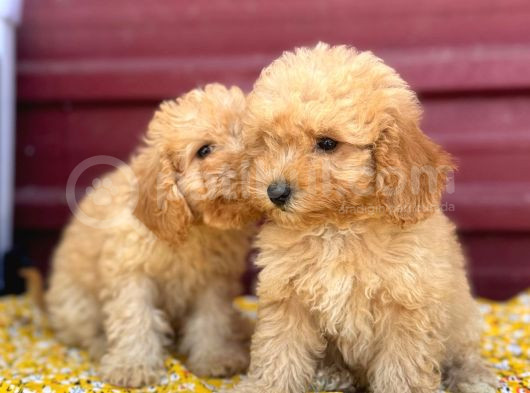 Kıvır Kıvır F1 Maltipoo görsel