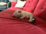 Çok Sevimli Scottish Fold Erkek Yavrumuz
