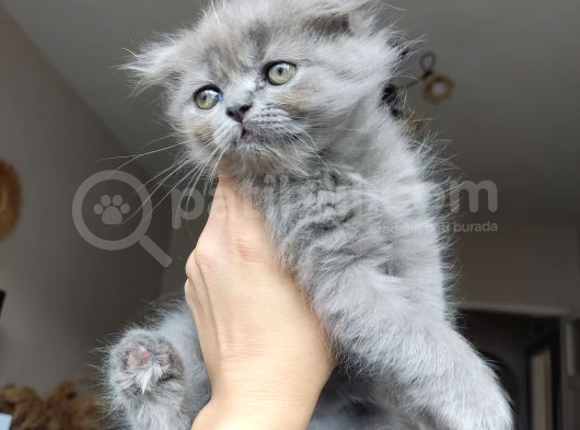 Scottish Fold Ve Iran Kedisi Yavrularimiz