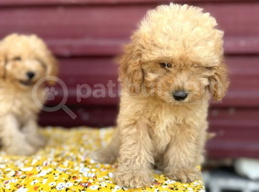 Kıvır Kıvır F1 Maltipoo