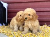 Kıvır Kıvır F1 Maltipoo