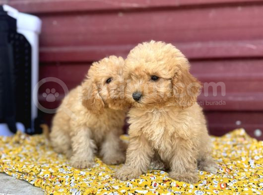 Kıvır Kıvır F1 Maltipoo görsel