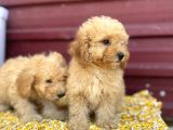 Kıvır Kıvır F1 Maltipoo