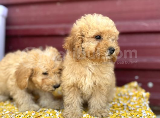 Kıvır Kıvır F1 Maltipoo görsel
