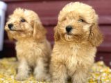 Kıvır Kıvır F1 Maltipoo