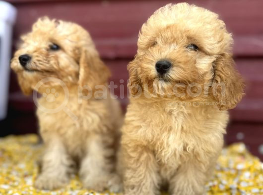 Kıvır Kıvır F1 Maltipoo görsel