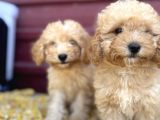Kıvır Kıvır F1 Maltipoo
