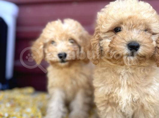 Kıvır Kıvır F1 Maltipoo görsel