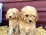 Kıvır Kıvır F1 Maltipoo