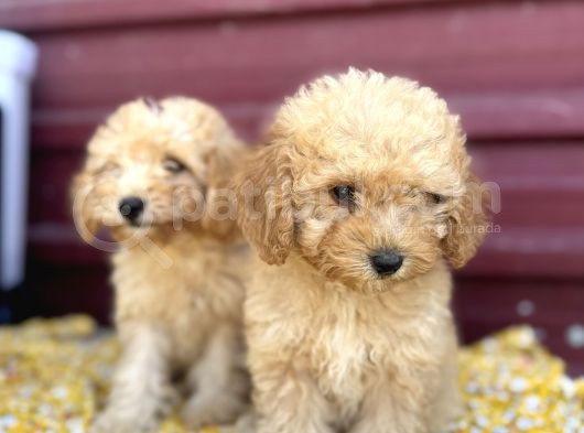 Kıvır Kıvır F1 Maltipoo görsel