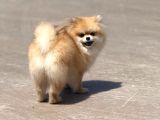 15 Aylık  Pomeranian Boo Orijinal Kendi Kopegim Çok Uslu