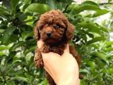 Oyuncak Gibi Güzellikte Toy Poodle Yavru