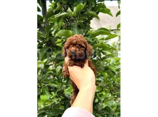 Oyuncak Gibi Güzellikte Toy Poodle Yavru görsel