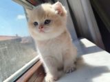 World Cat Federasyon Golden Babi̇es