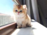 World Cat Federasyon Golden Babi̇es