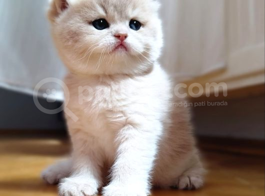 World Cat Federasyon Golden Babi̇es görsel