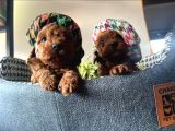 Teacup Poodle Bebeklerimiz