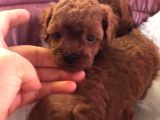 Teacup Poodle Bebeklerimiz