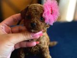 Teacup Poodle Bebeklerimiz