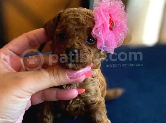 Teacup Poodle Bebeklerimiz görsel