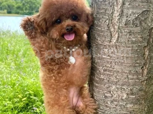 Kore kan toy poodle