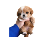 En mini maltipoo