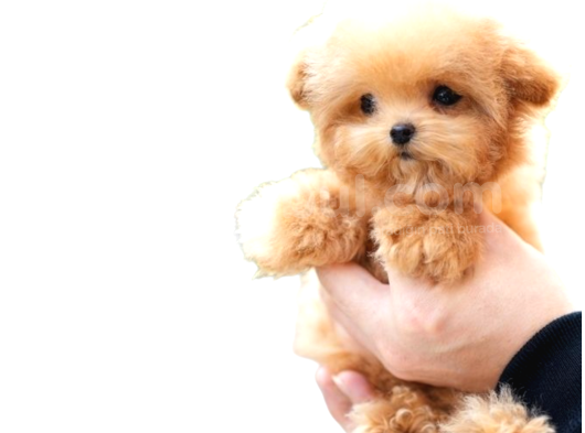 En Mini Maltipoo görsel