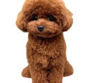 En Mini Maltipoo