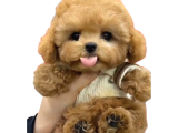 Tüy Dökmez Koku Yapmaz Toy Poodle