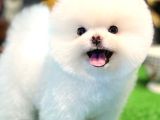 Ayi Surat Kore Kan Orjinal Pomeranian Boo