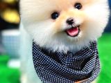 Ayi Surat Kore Kan Orjinal Pomeranian Boo