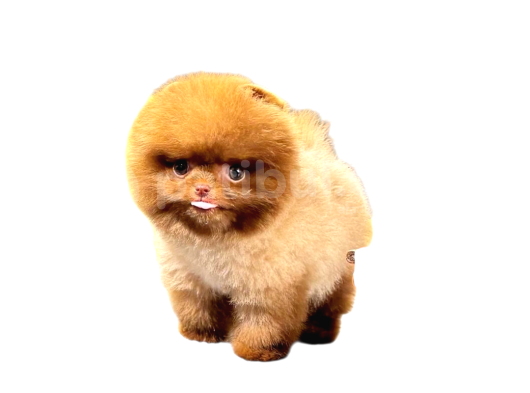 En Mini Pomeranian Boo görsel