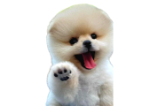 En Mini Pomeranian Boo
