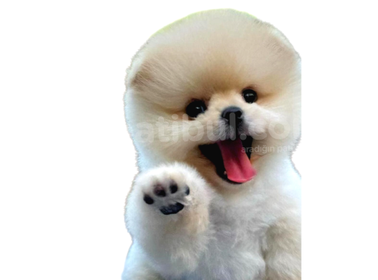 En mini pomeranian boo